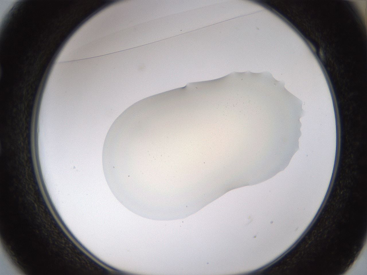 folderID532_plateID1532_batchID6234_wellNum49_profileID1_d1_r98993_ef.jpg