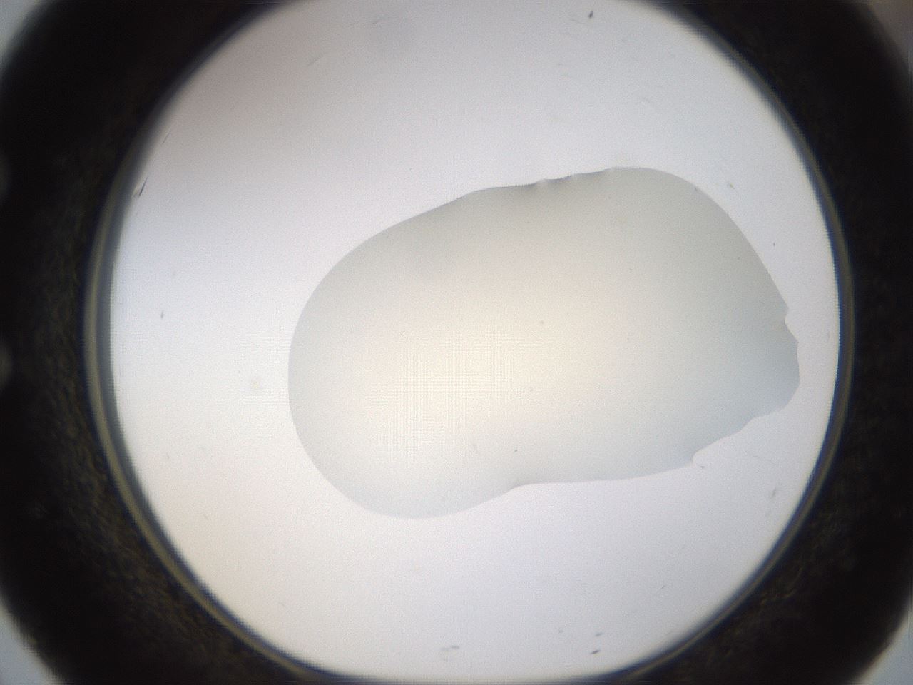 folderID532_plateID1532_batchID6234_wellNum51_profileID1_d1_r98995_ef.jpg