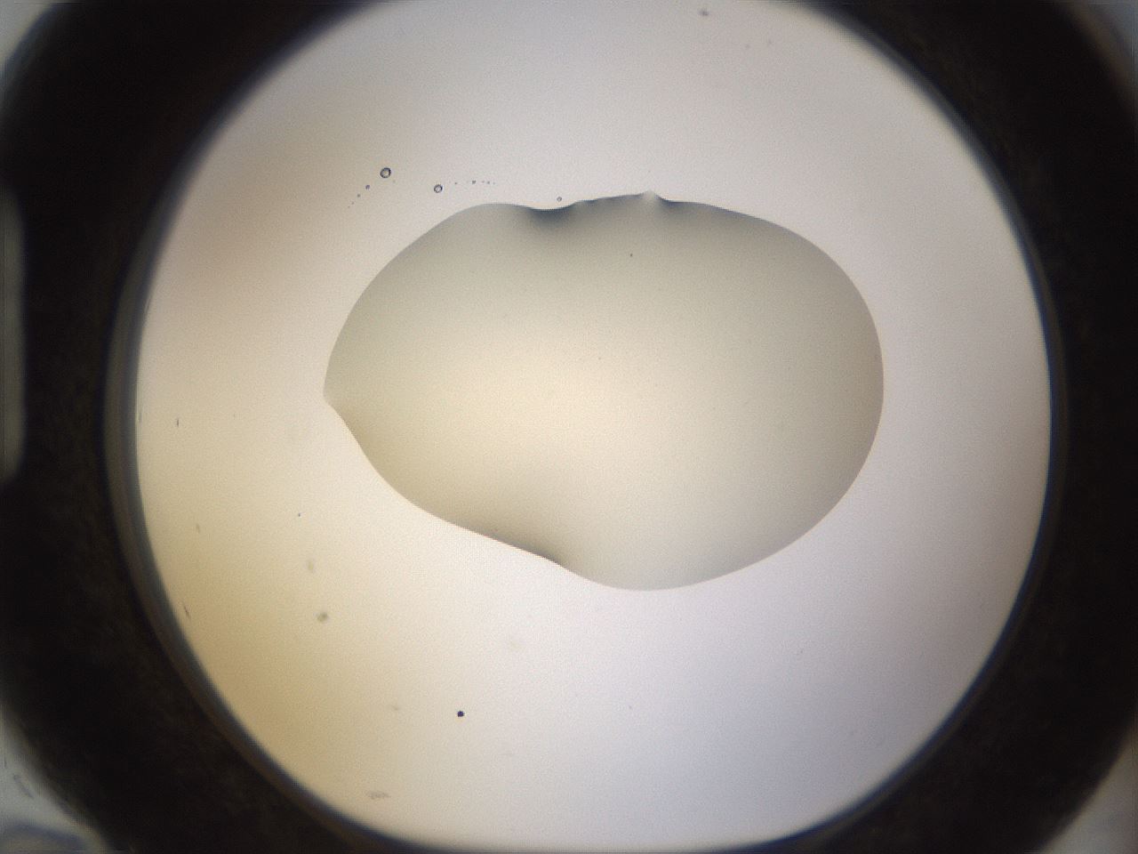 folderID532_plateID1532_batchID6234_wellNum94_profileID1_d1_r99038_ef.jpg