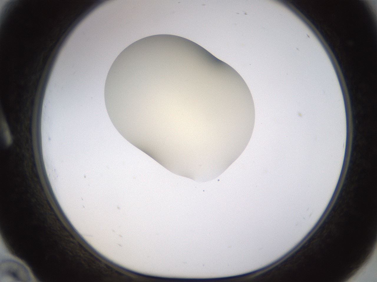 folderID533_plateID1533_batchID6232_wellNum10_profileID1_d1_r98762_ef.jpg