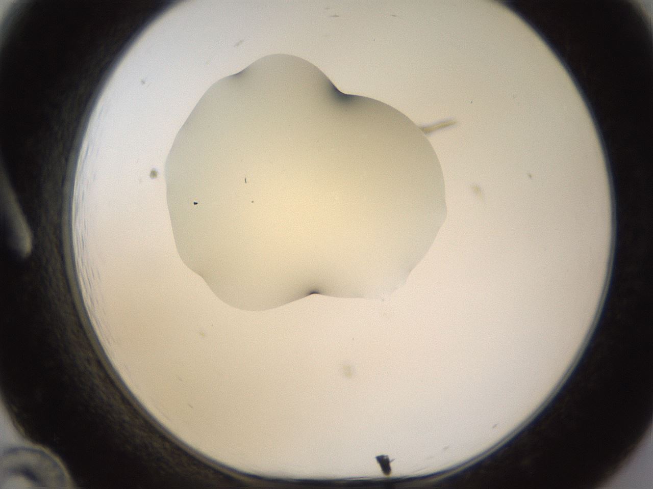 folderID533_plateID1533_batchID6232_wellNum12_profileID1_d1_r98764_ef.jpg