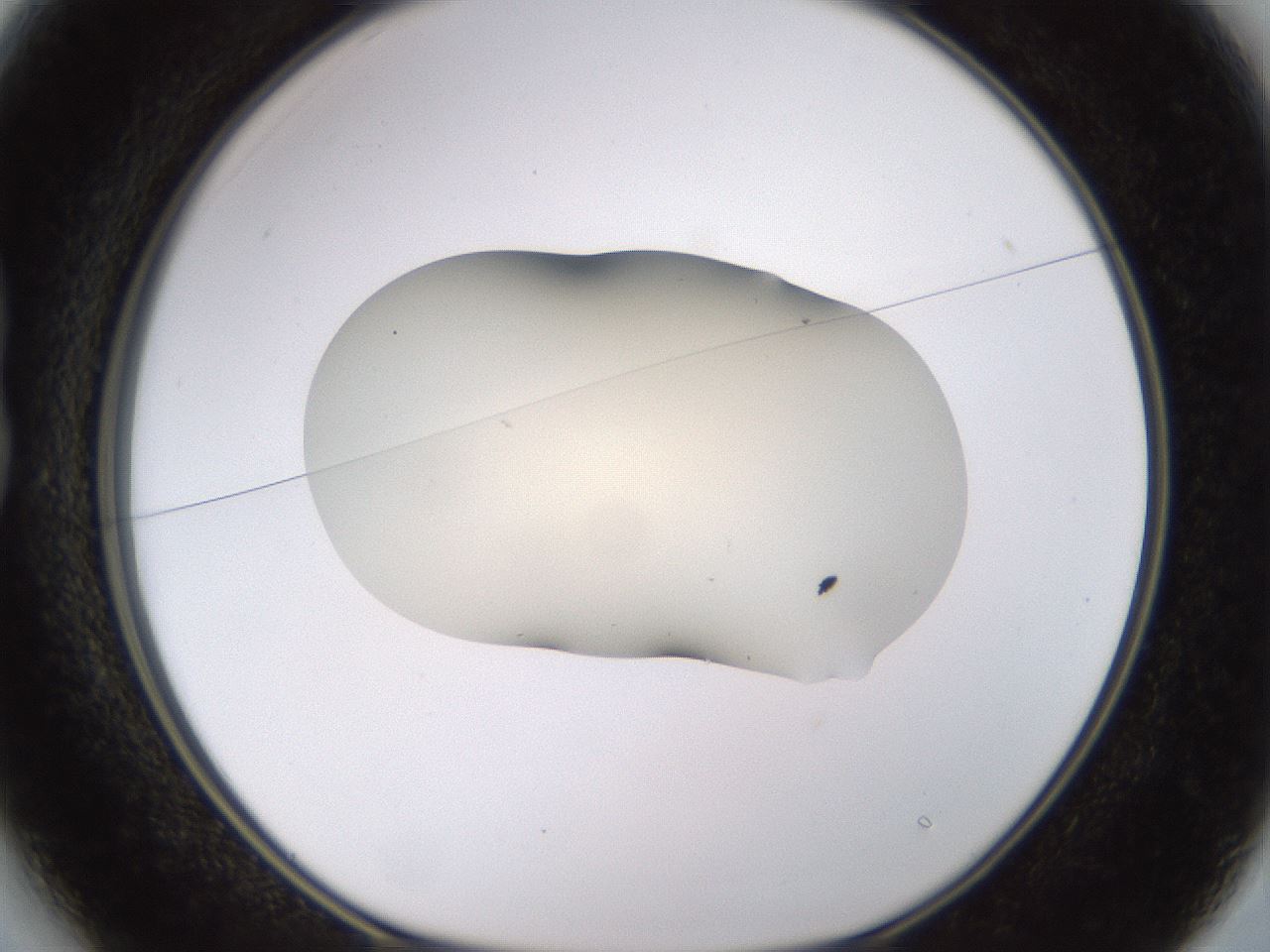 folderID533_plateID1533_batchID6232_wellNum13_profileID1_d1_r98765_ef.jpg