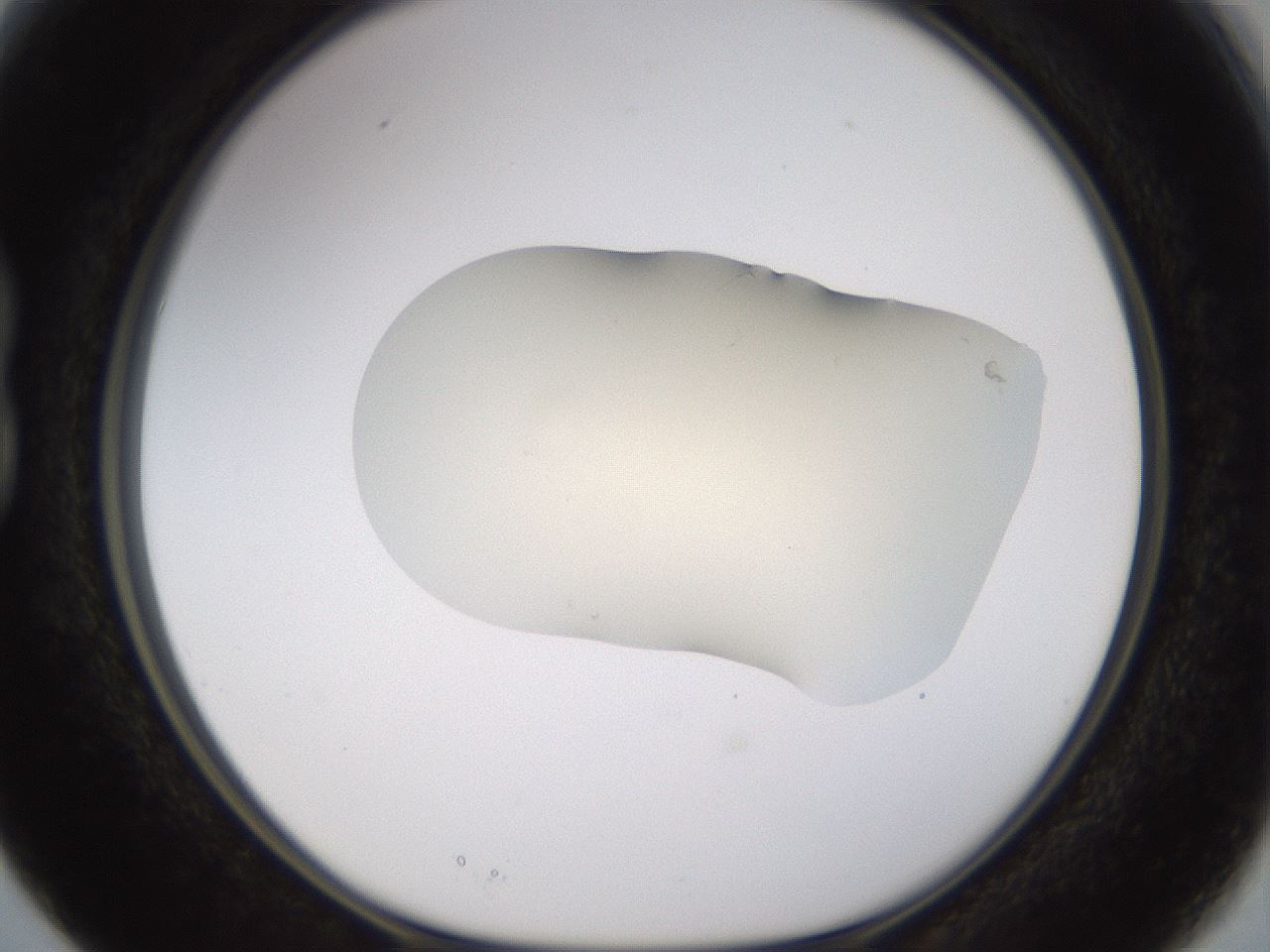 folderID533_plateID1533_batchID6232_wellNum15_profileID1_d1_r98767_ef.jpg