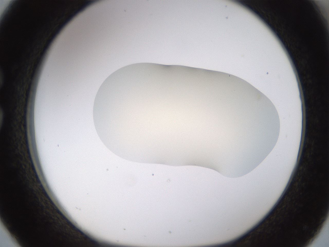 folderID533_plateID1533_batchID6232_wellNum26_profileID1_d1_r98778_ef.jpg