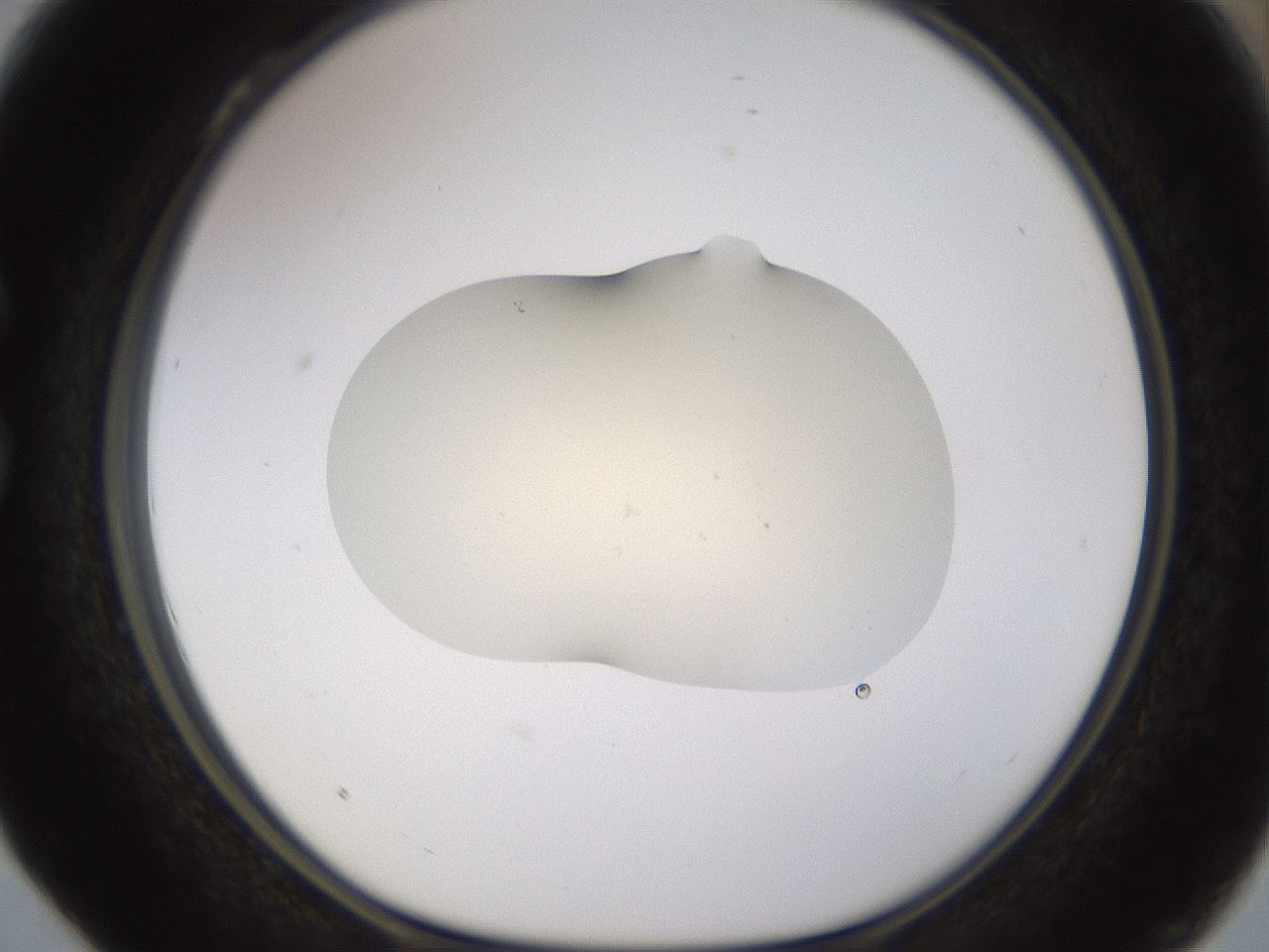 folderID533_plateID1533_batchID6232_wellNum28_profileID1_d1_r98780_ef.jpg
