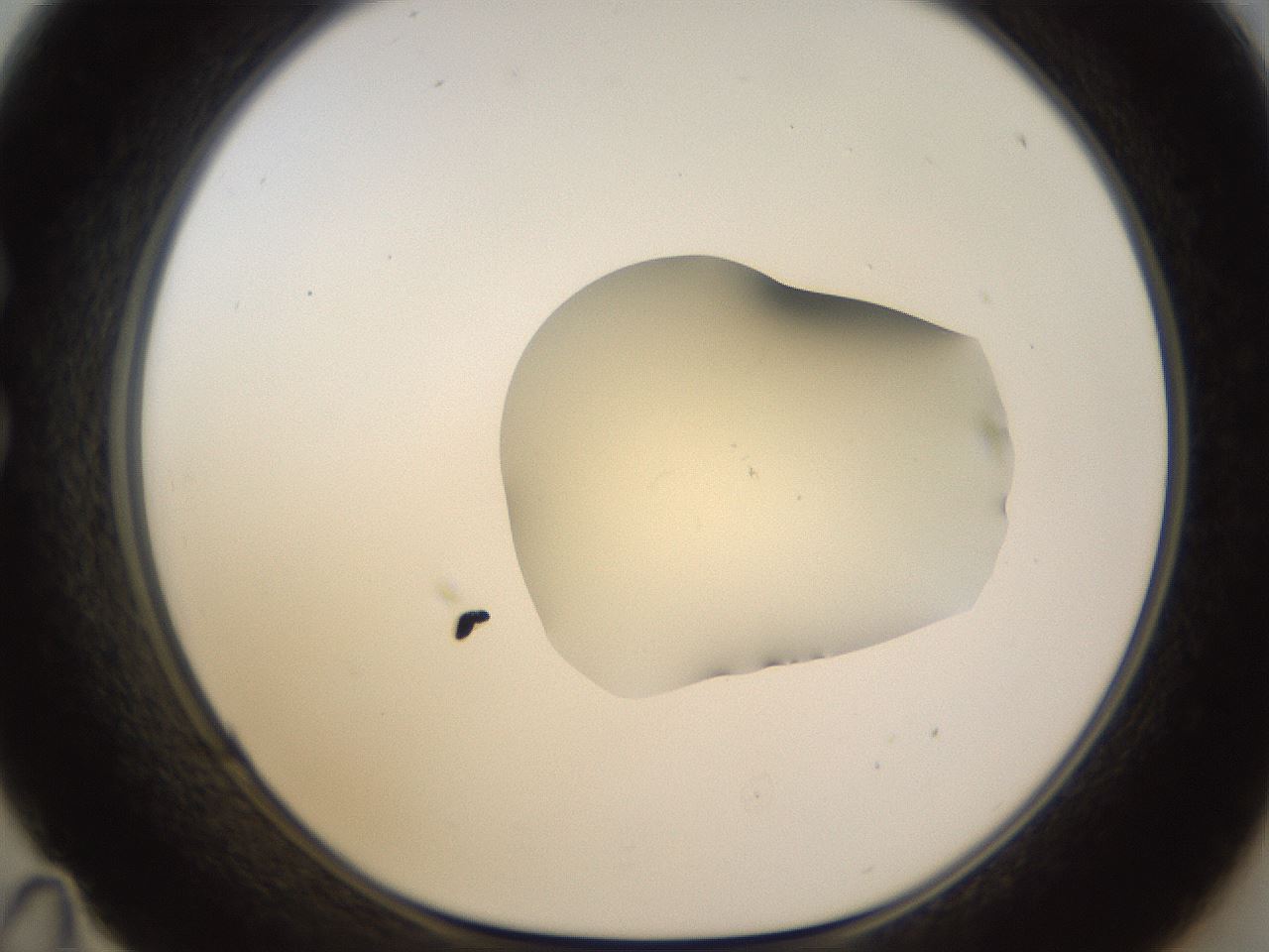 folderID533_plateID1533_batchID6232_wellNum35_profileID1_d1_r98787_ef.jpg