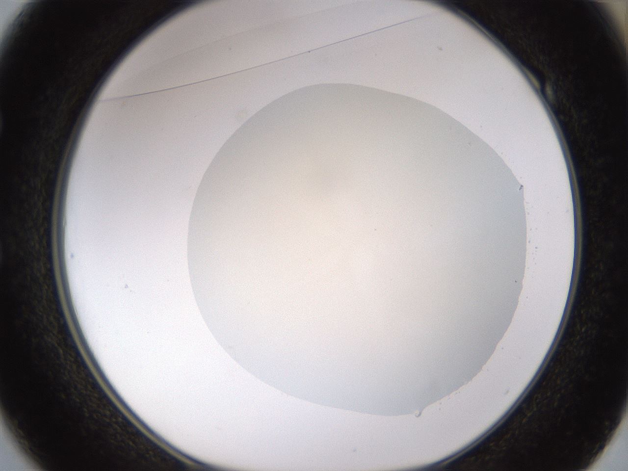 folderID533_plateID1533_batchID6232_wellNum49_profileID1_d1_r98801_ef.jpg