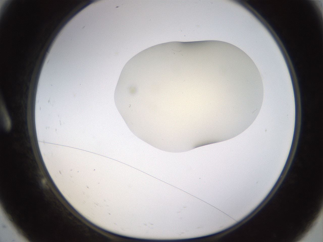 folderID533_plateID1533_batchID6232_wellNum9_profileID1_d1_r98761_ef.jpg