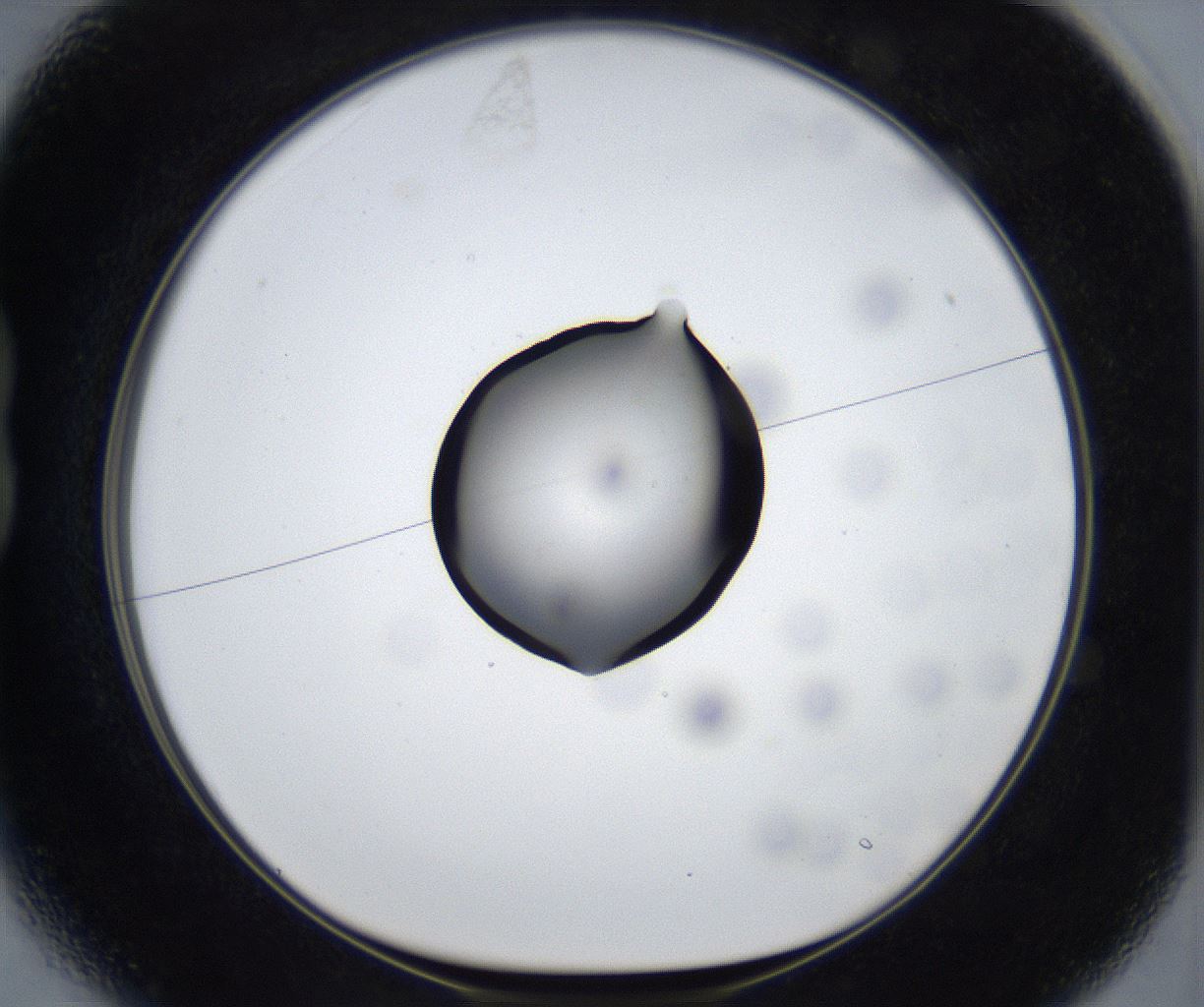 folderID533_plateID2533_batchID12498_wellNum13_profileID1_d1_r191356_ef.jpg