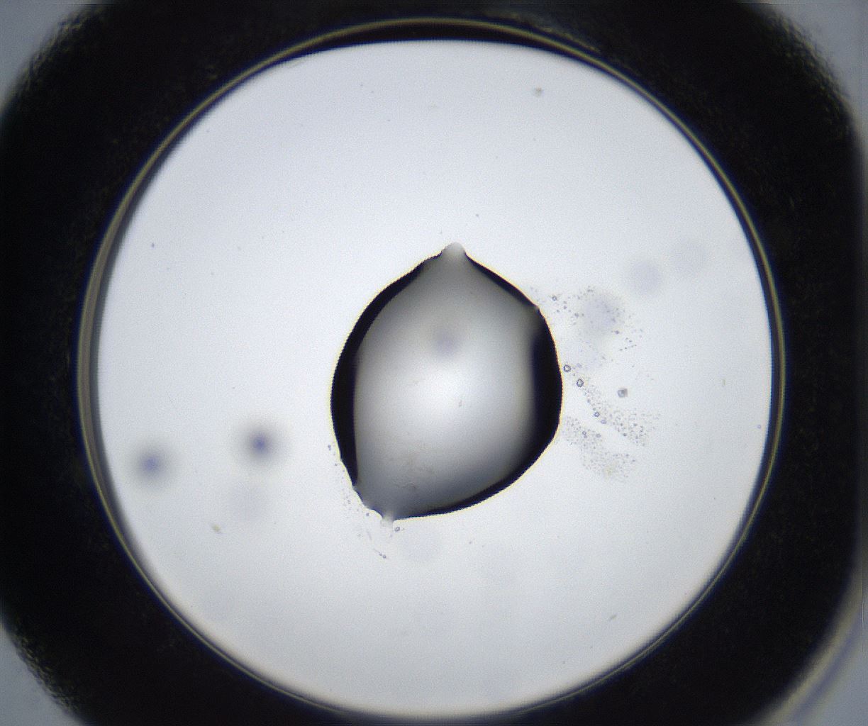 folderID533_plateID2533_batchID12498_wellNum13_profileID1_d2_r191357_ef.jpg