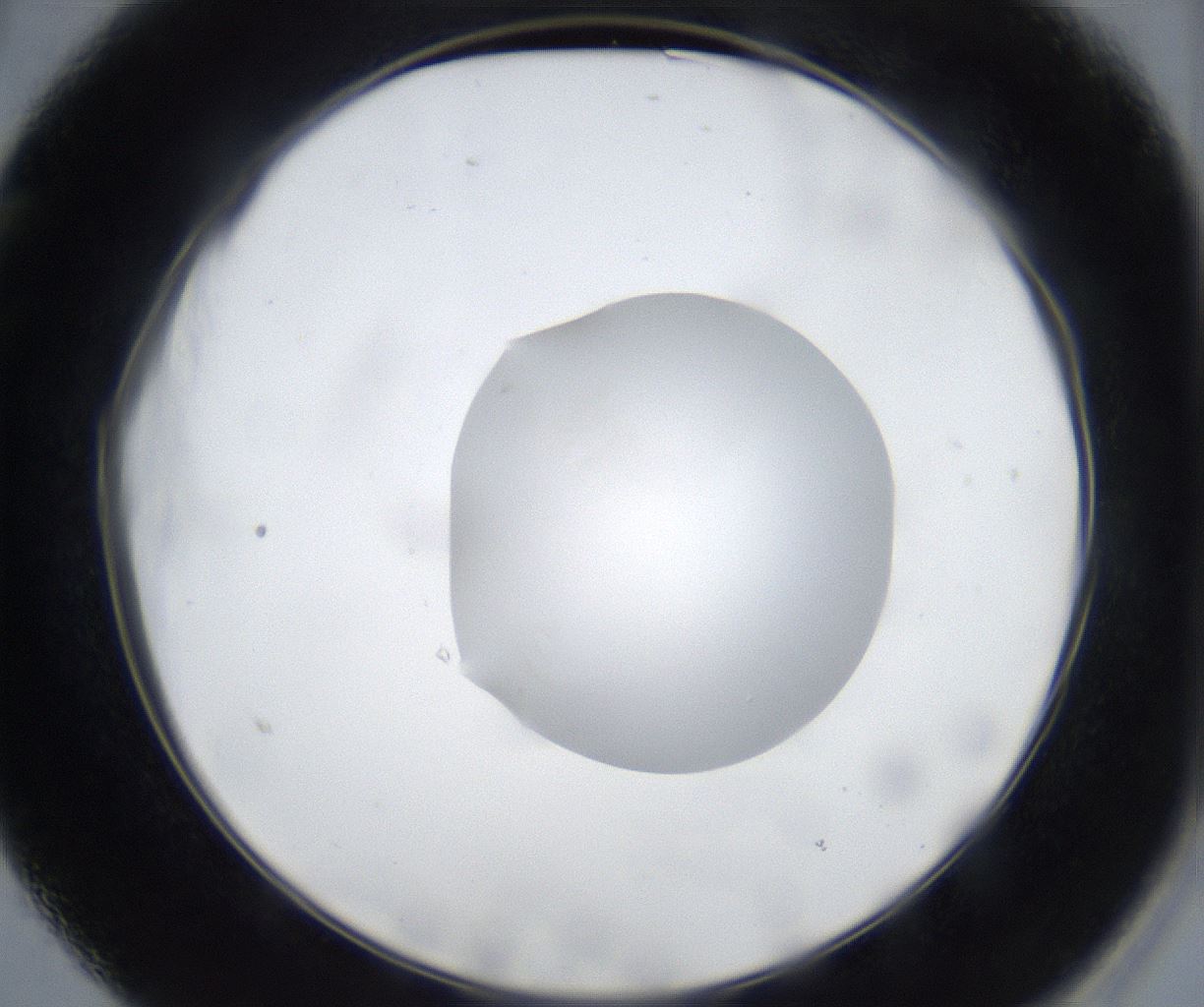folderID533_plateID2533_batchID12498_wellNum15_profileID1_d2_r191361_ef.jpg