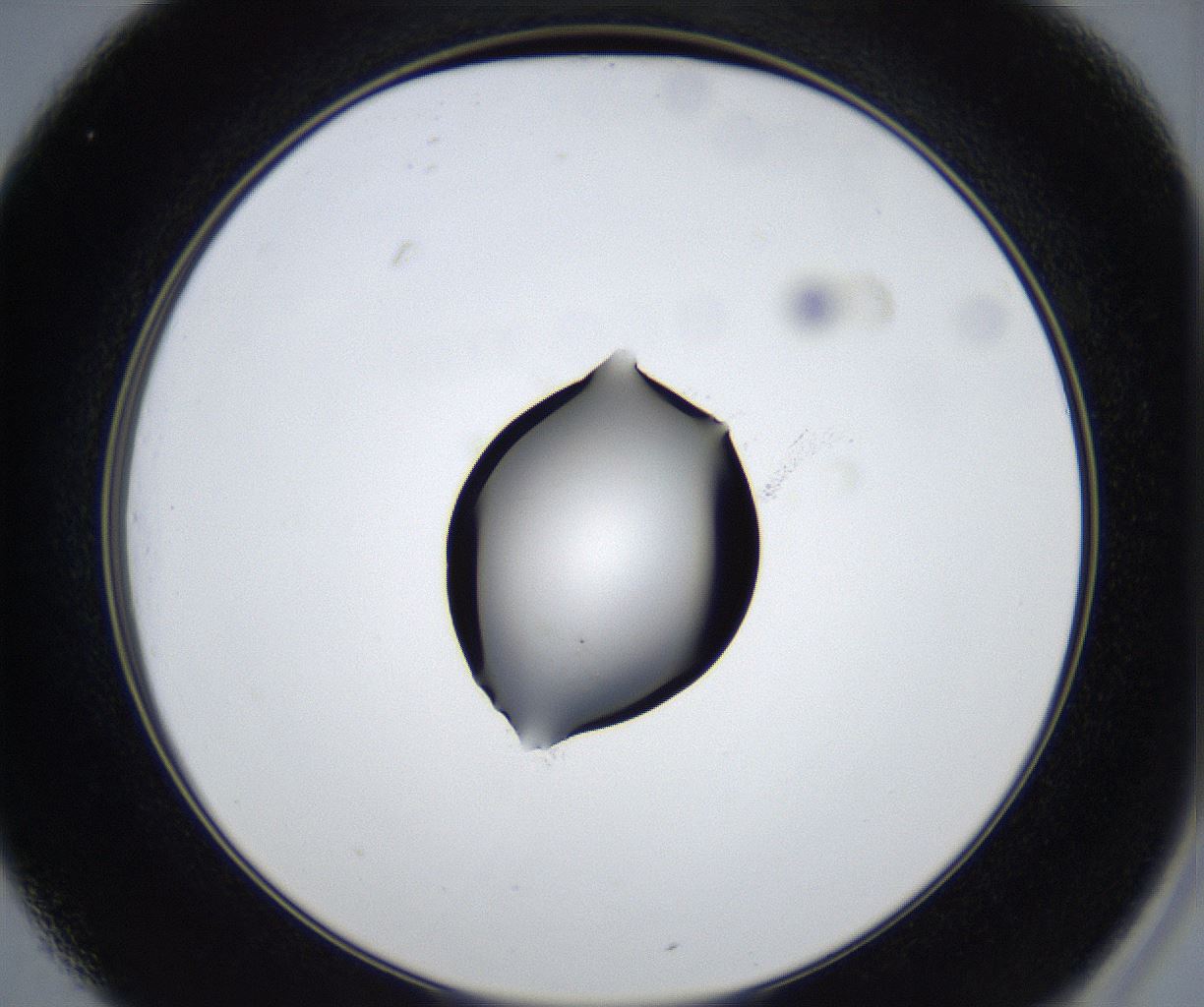 folderID533_plateID2533_batchID12498_wellNum25_profileID1_d2_r191381_ef.jpg