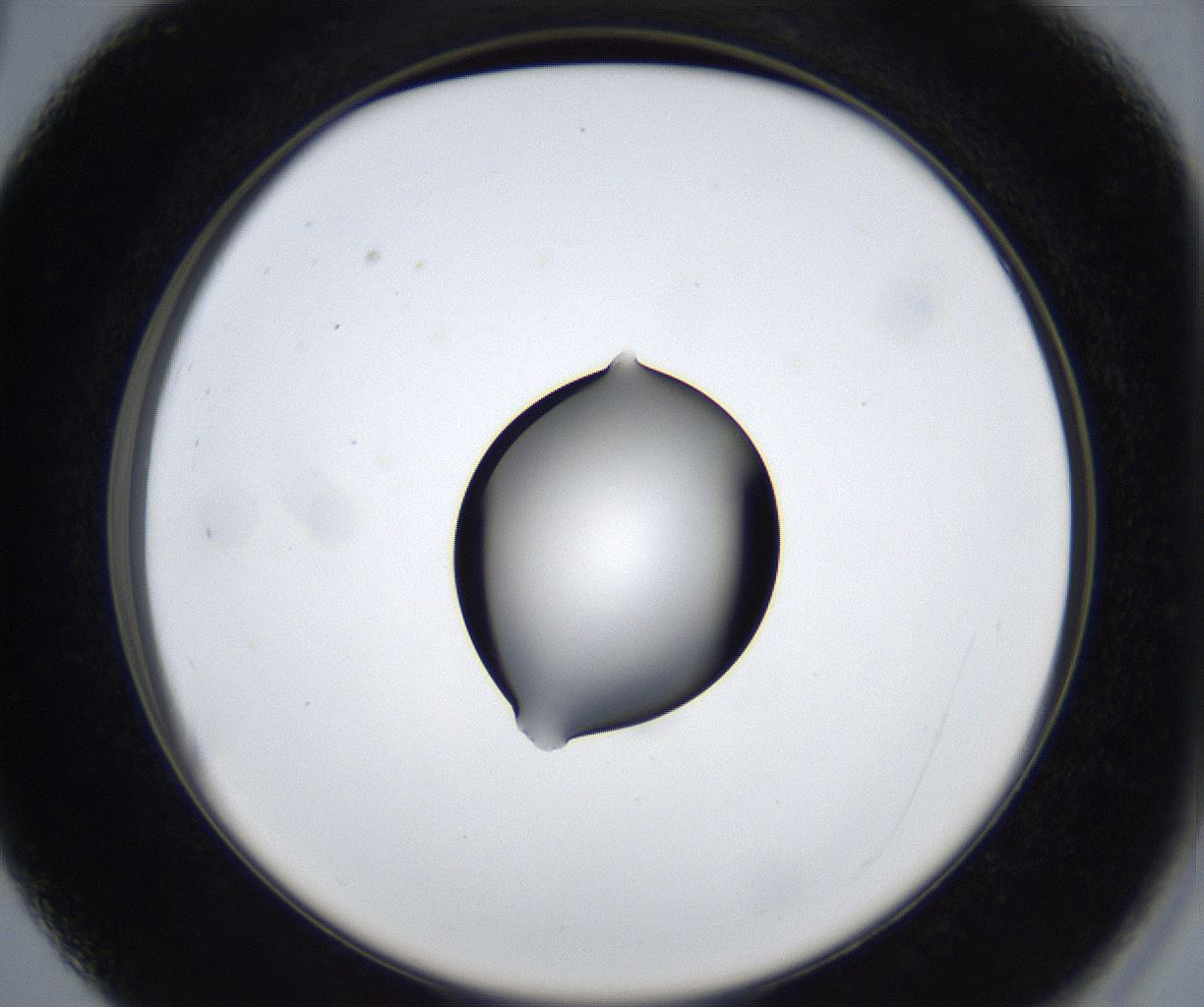 folderID533_plateID2533_batchID12498_wellNum27_profileID1_d2_r191385_ef.jpg