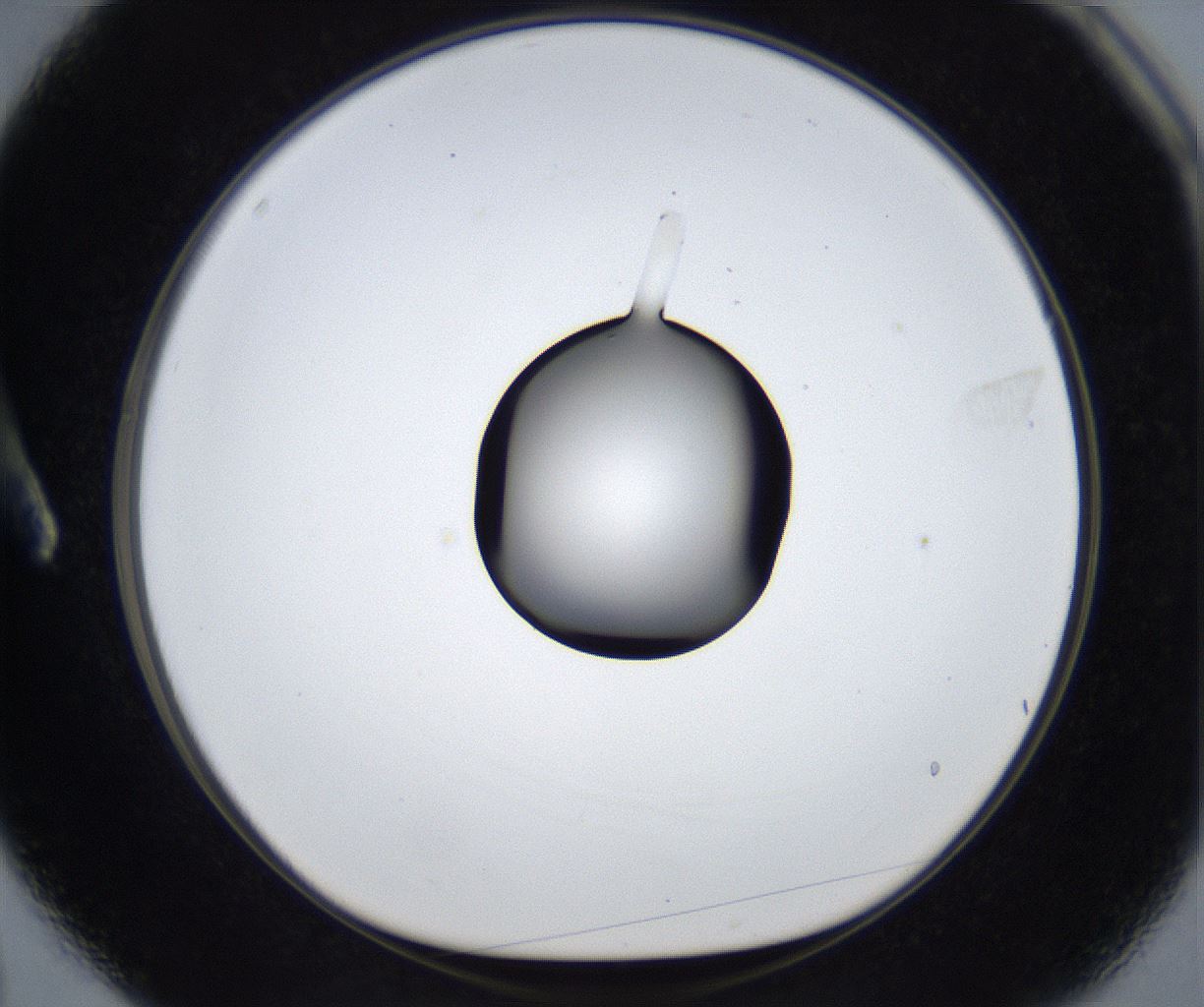 folderID533_plateID2533_batchID12498_wellNum3_profileID1_d1_r191336_ef.jpg