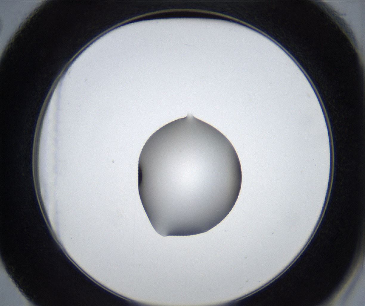 folderID533_plateID2533_batchID12498_wellNum50_profileID1_d2_r191431_ef.jpg