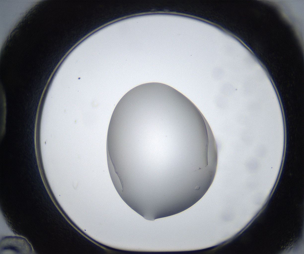 folderID533_plateID2533_batchID12498_wellNum48_profileID1_d1_r191426_ef.jpg