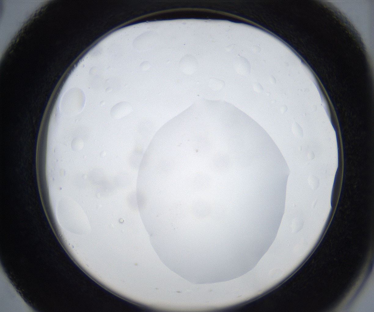 folderID533_plateID2533_batchID12498_wellNum51_profileID1_d2_r191433_ef.jpg