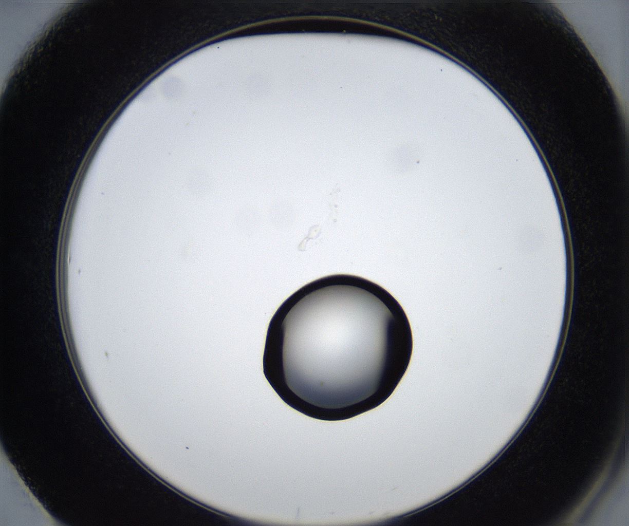folderID533_plateID2533_batchID12498_wellNum61_profileID1_d2_r191453_ef.jpg