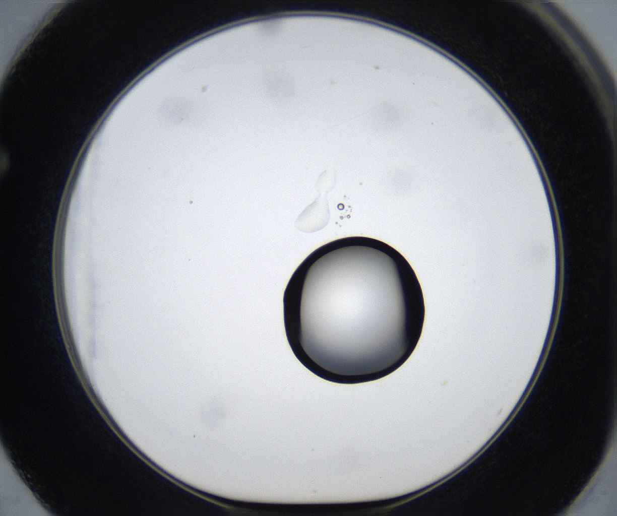 folderID533_plateID2533_batchID12498_wellNum62_profileID1_d1_r191454_ef.jpg