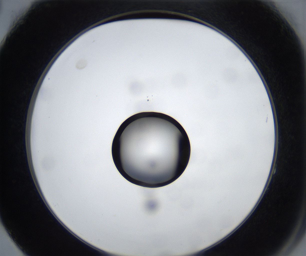 folderID533_plateID2533_batchID12498_wellNum64_profileID1_d2_r191459_ef.jpg