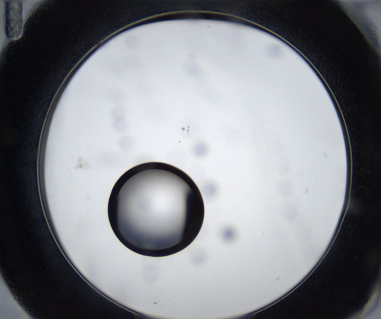 folderID533_plateID2533_batchID12498_wellNum71_profileID1_d2_r191473_ef.jpg