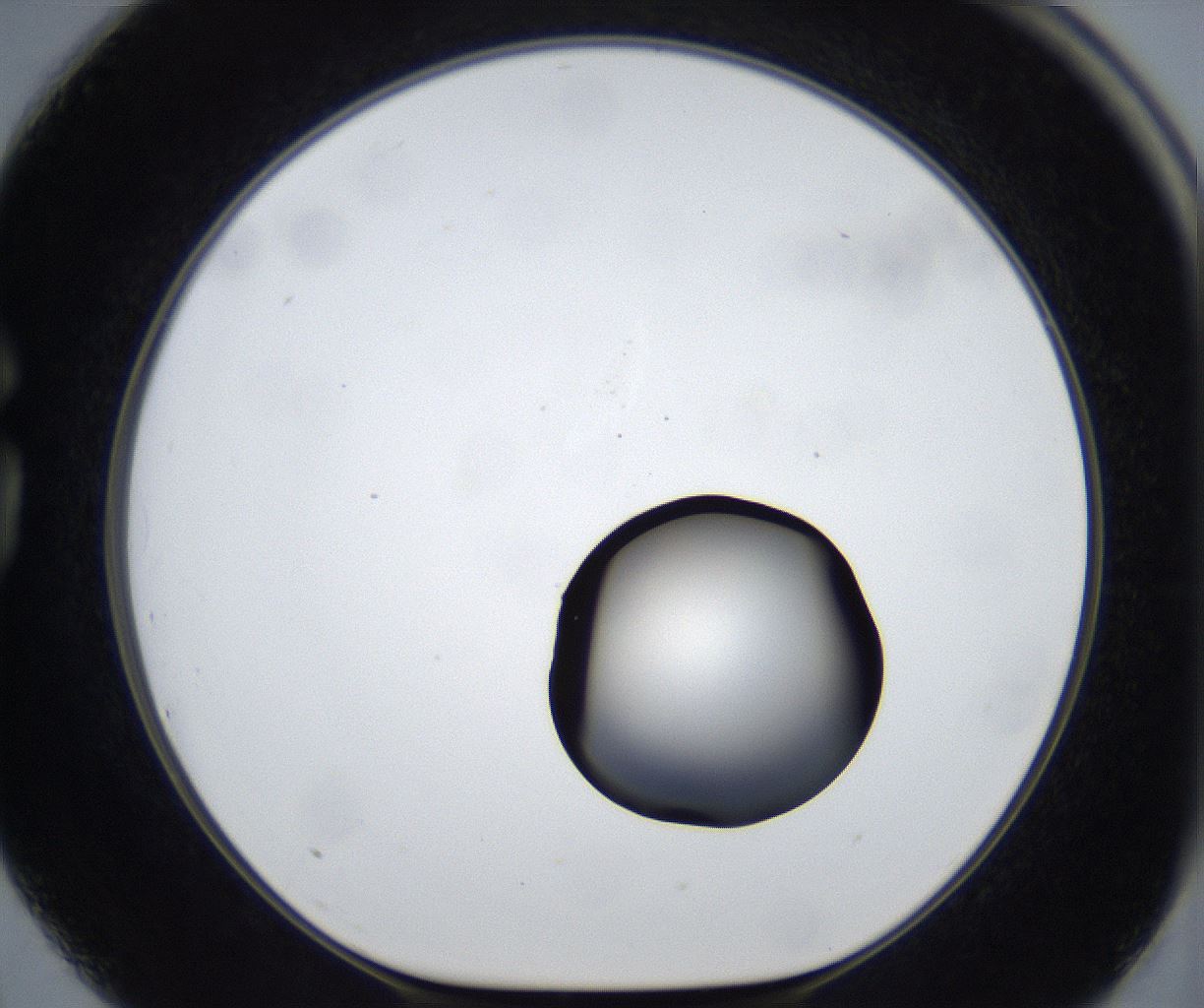 folderID533_plateID2533_batchID12498_wellNum75_profileID1_d1_r191480_ef.jpg
