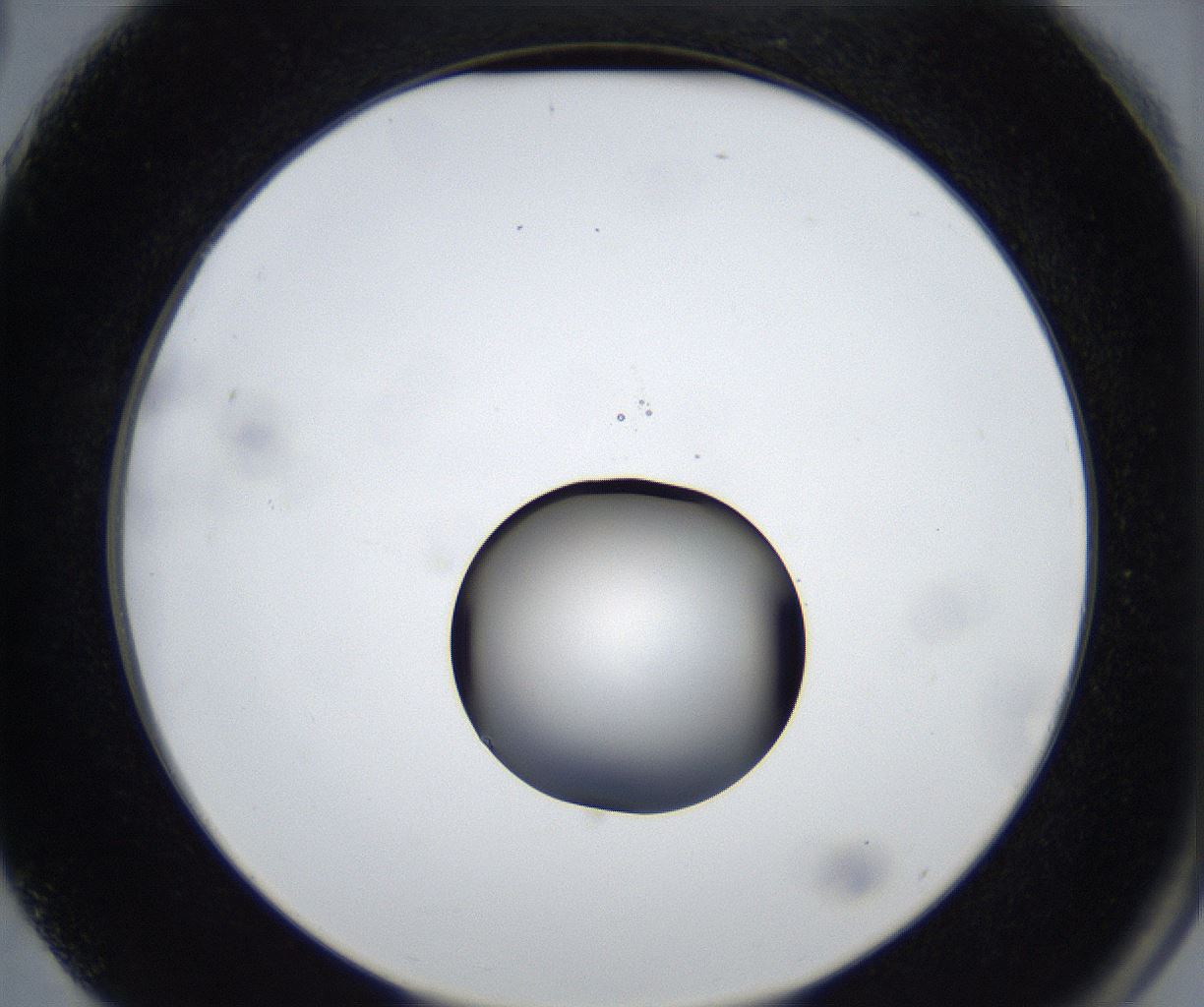 folderID533_plateID2533_batchID12498_wellNum75_profileID1_d2_r191481_ef.jpg