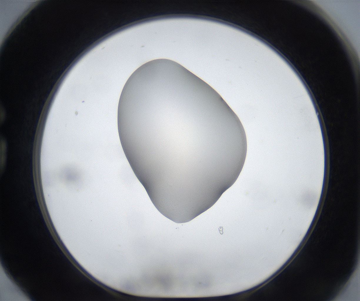 folderID533_plateID2533_batchID12498_wellNum78_profileID1_d1_r191486_ef.jpg