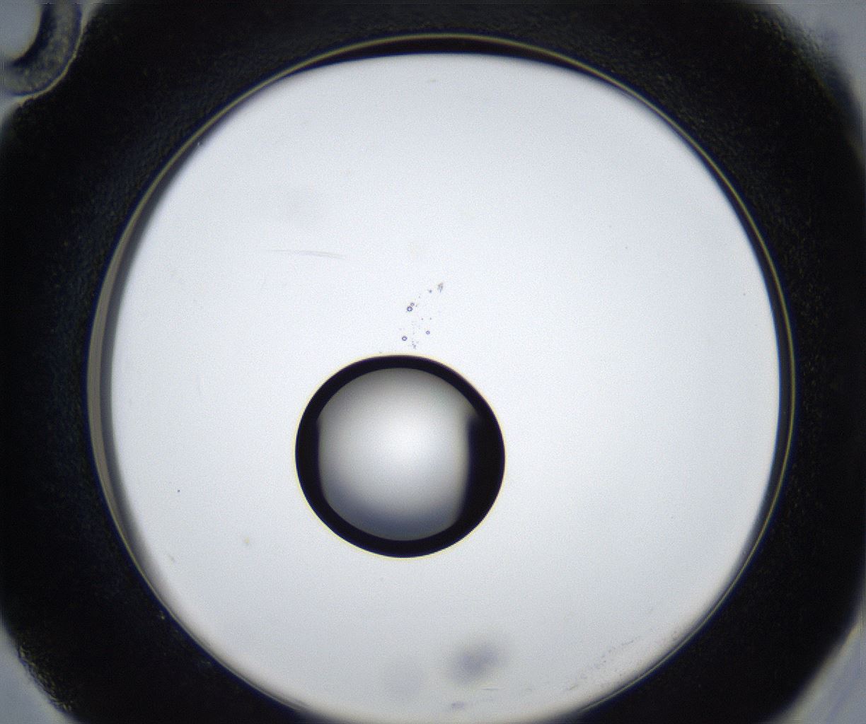 folderID533_plateID2533_batchID12498_wellNum82_profileID1_d2_r191495_ef.jpg