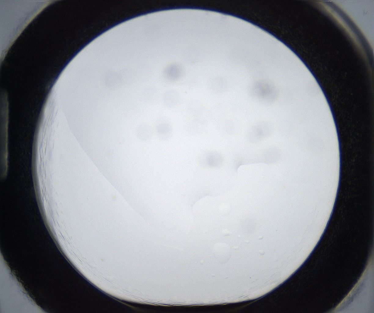 folderID533_plateID2533_batchID12498_wellNum86_profileID1_d1_r191502_ef.jpg