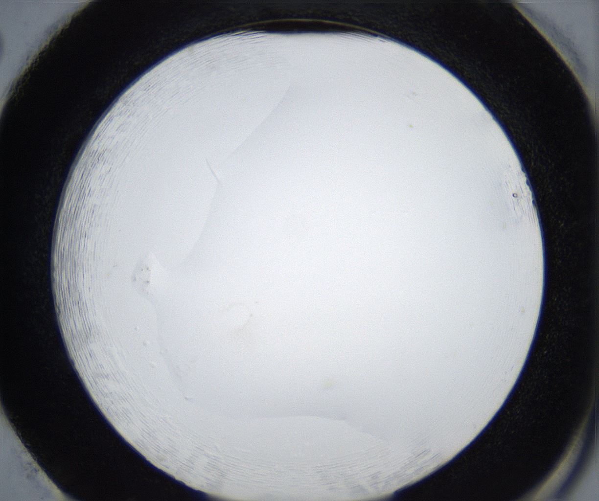folderID533_plateID2533_batchID12498_wellNum86_profileID1_d2_r191503_ef.jpg
