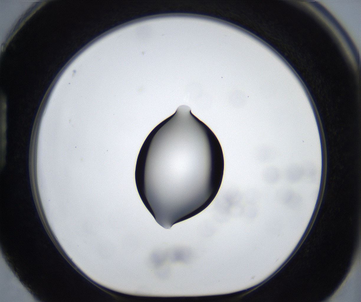 folderID533_plateID2533_batchID12498_wellNum88_profileID1_d1_r191506_ef.jpg
