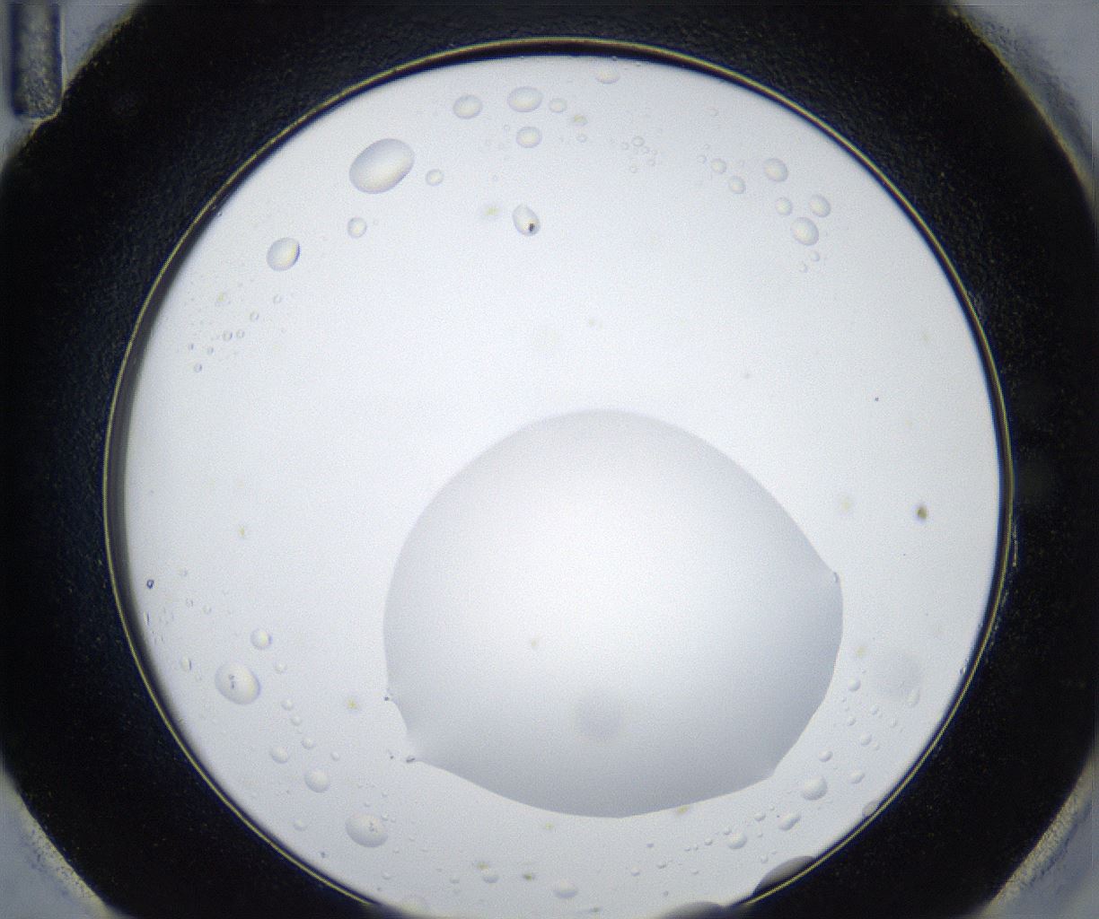 folderID533_plateID2533_batchID12498_wellNum95_profileID1_d2_r191521_ef.jpg
