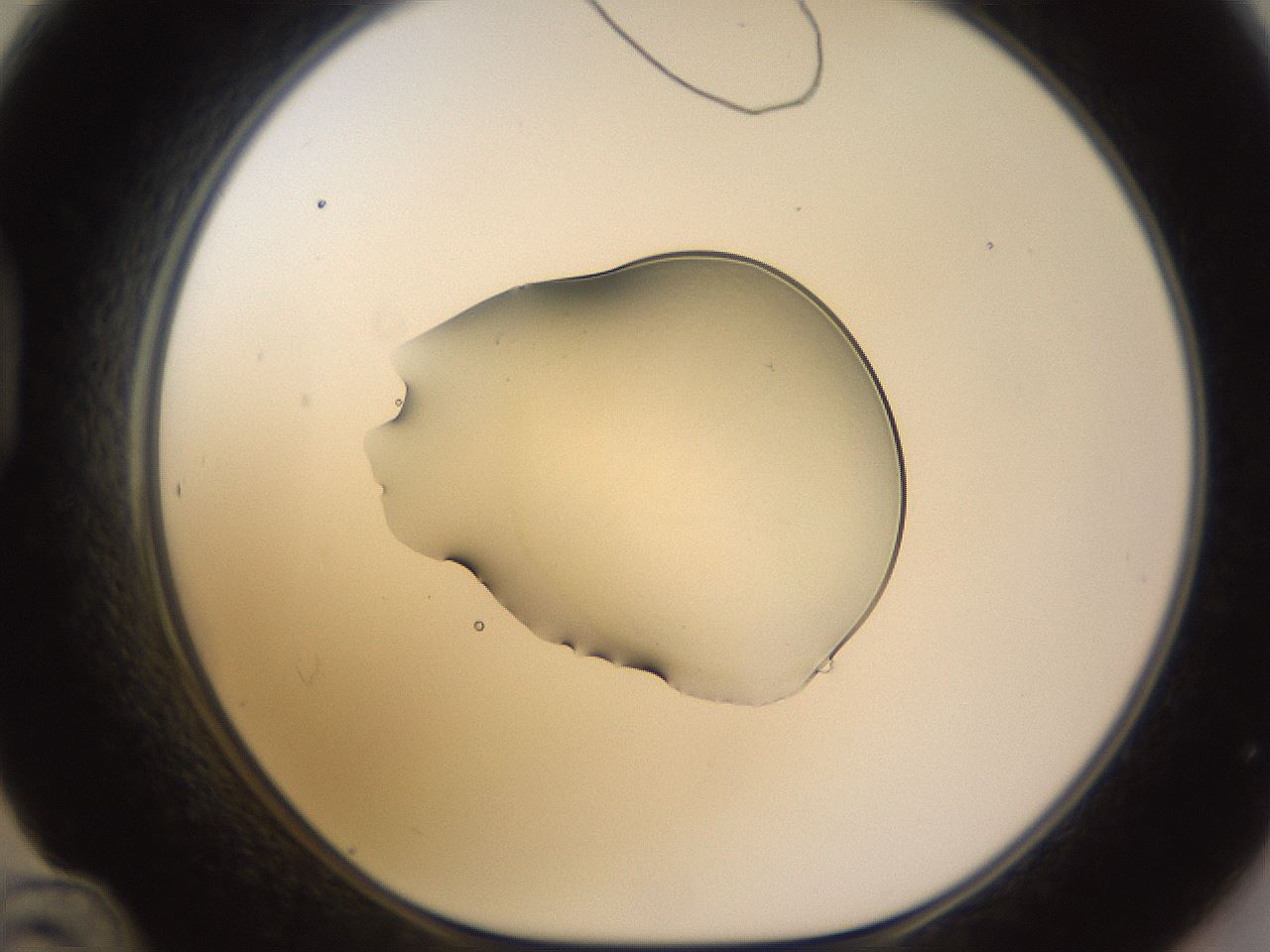folderID534_plateID1534_batchID6235_wellNum48_profileID1_d1_r99088_ef.jpg