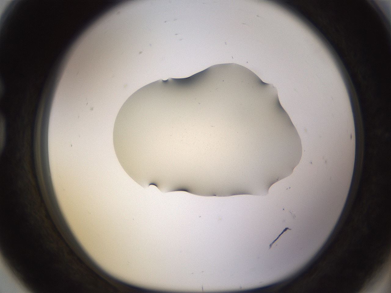 folderID534_plateID1534_batchID6235_wellNum80_profileID1_d1_r99120_ef.jpg
