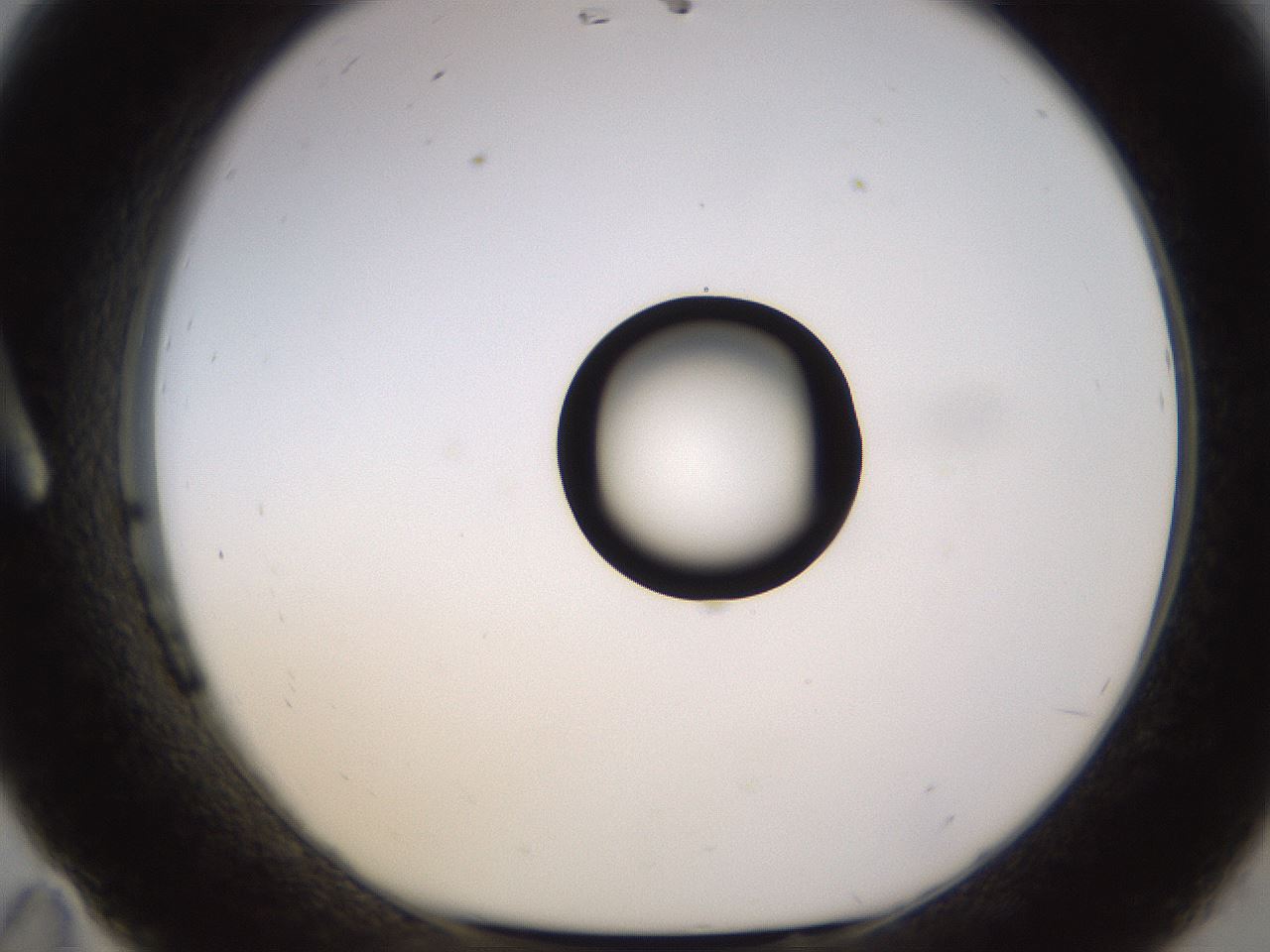 folderID535_plateID1535_batchID6230_wellNum11_profileID1_d1_r98571_ef.jpg