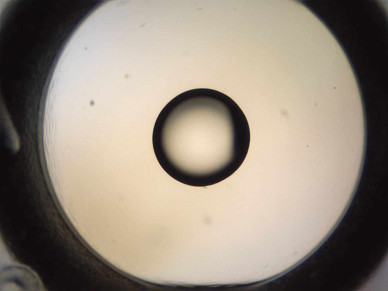 folderID535_plateID1535_batchID6230_wellNum12_profileID1_d1_r98572_ef.jpg