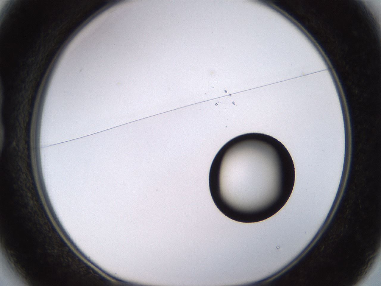 folderID535_plateID1535_batchID6230_wellNum13_profileID1_d1_r98573_ef.jpg