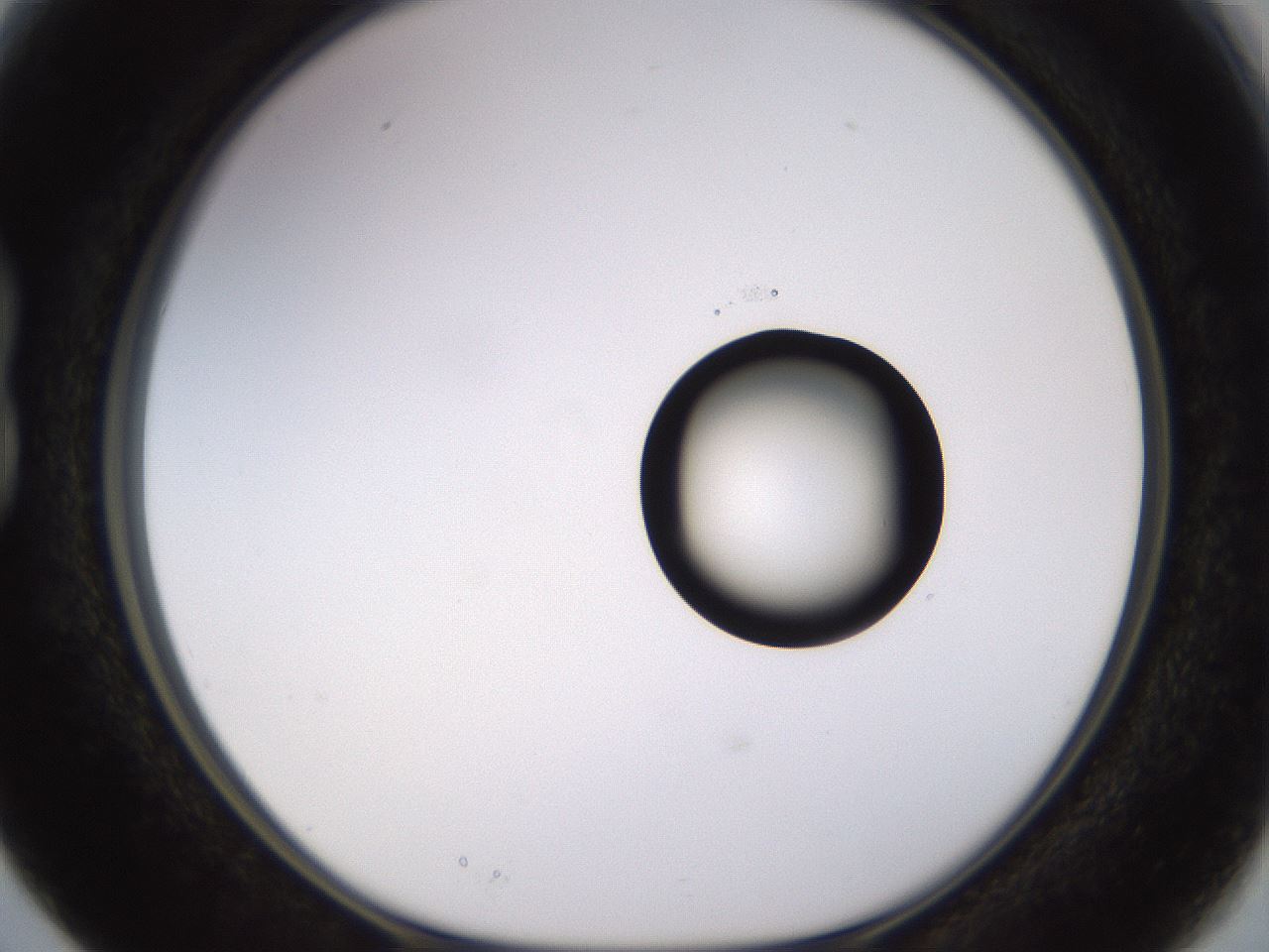 folderID535_plateID1535_batchID6230_wellNum15_profileID1_d1_r98575_ef.jpg