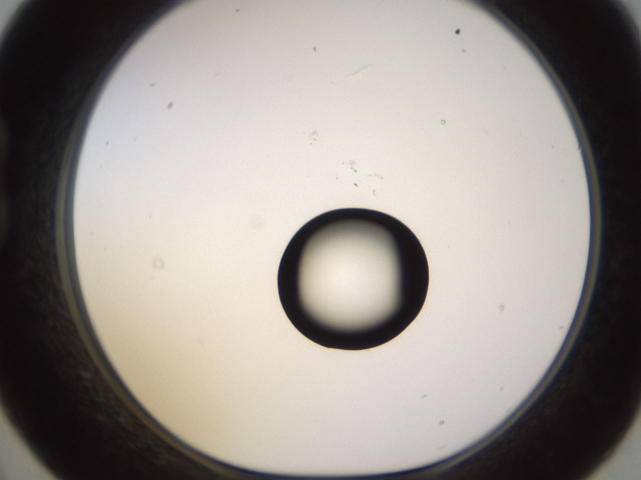 folderID535_plateID1535_batchID6230_wellNum21_profileID1_d1_r98581_ef.jpg