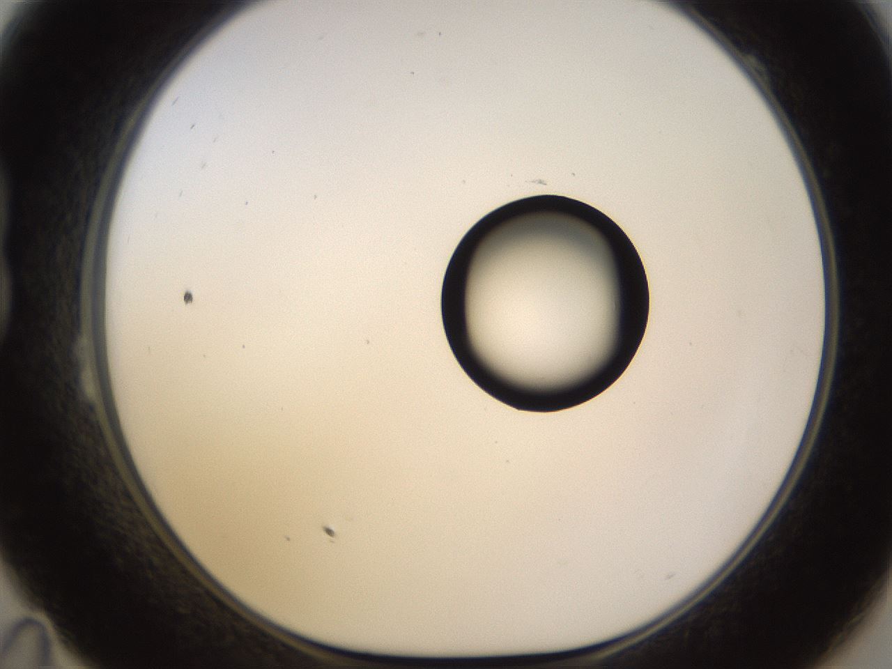 folderID535_plateID1535_batchID6230_wellNum23_profileID1_d1_r98583_ef.jpg