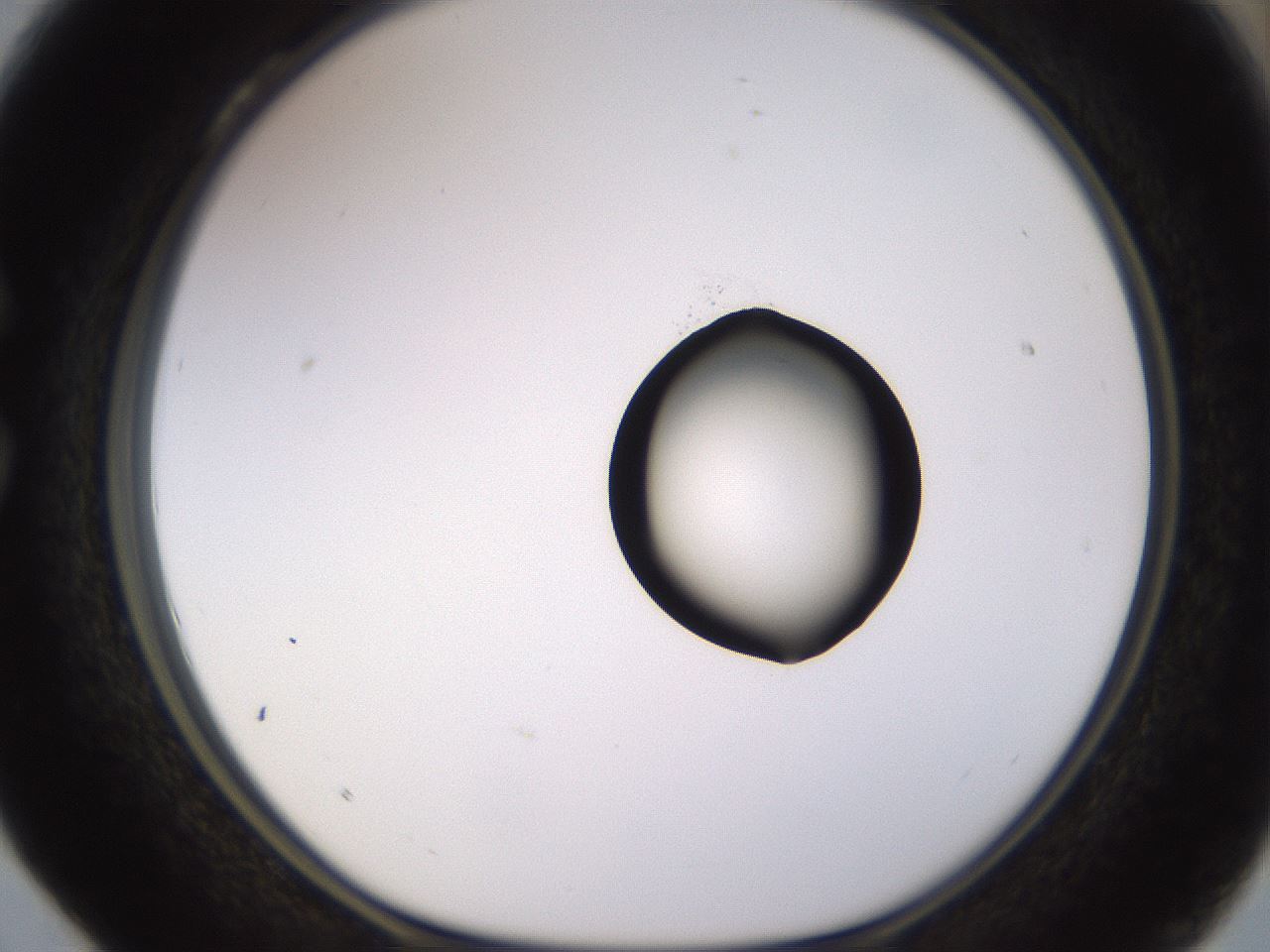 folderID535_plateID1535_batchID6230_wellNum28_profileID1_d1_r98588_ef.jpg
