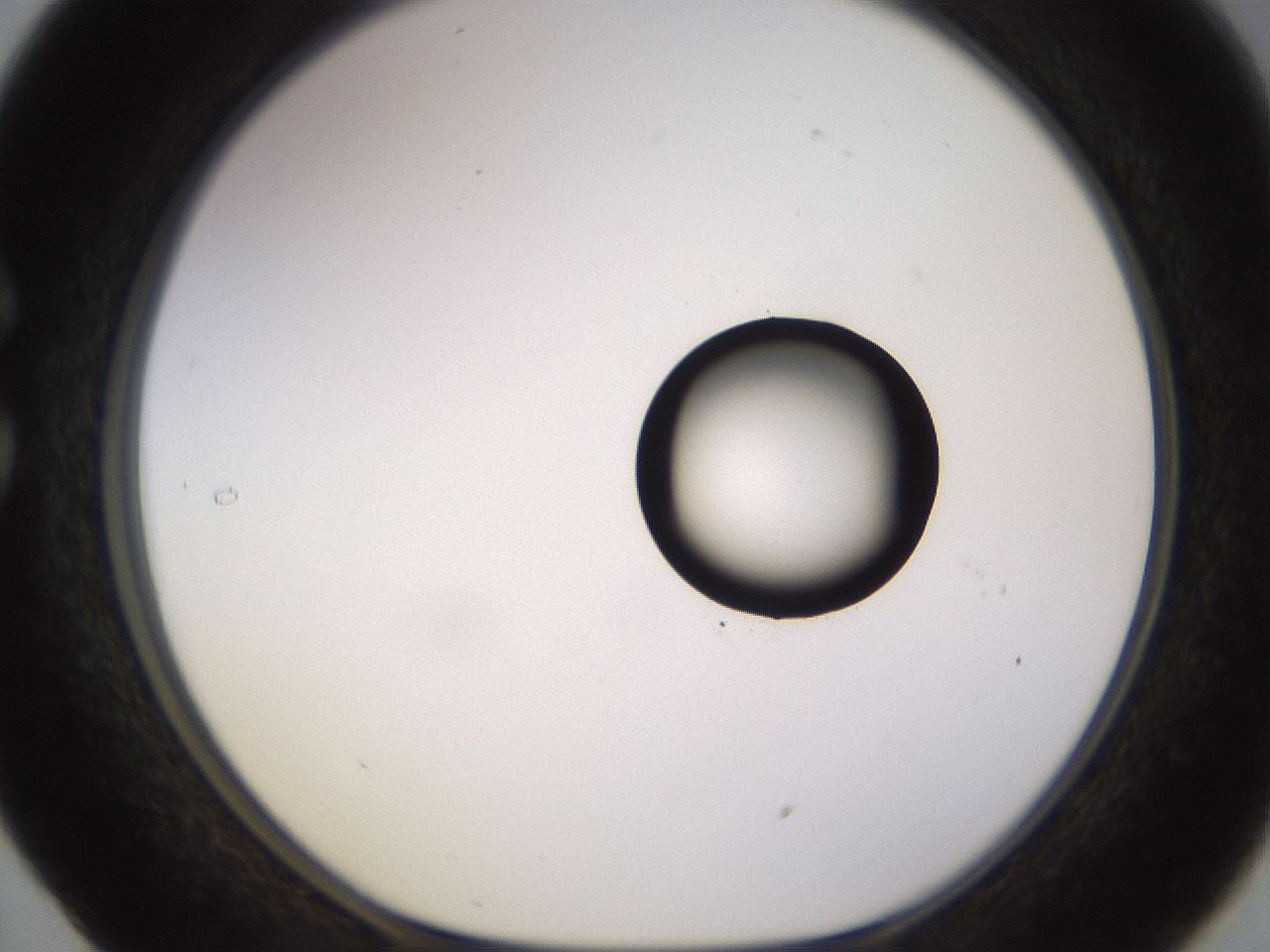 folderID535_plateID1535_batchID6230_wellNum29_profileID1_d1_r98589_ef.jpg