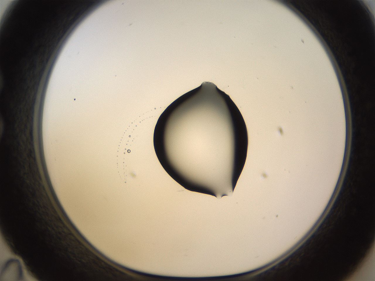 folderID535_plateID1535_batchID6230_wellNum35_profileID1_d1_r98595_ef.jpg