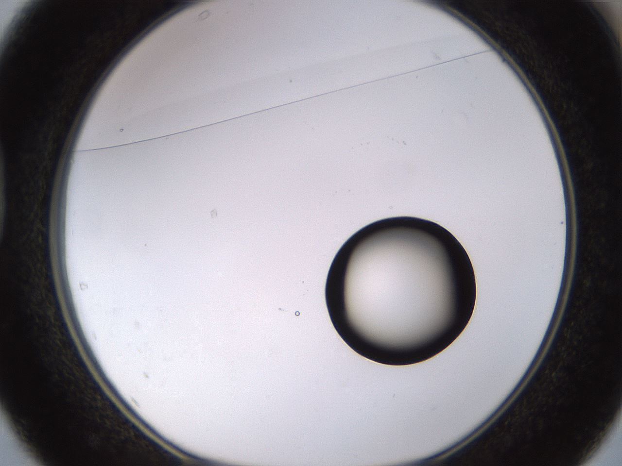 folderID535_plateID1535_batchID6230_wellNum37_profileID1_d1_r98597_ef.jpg