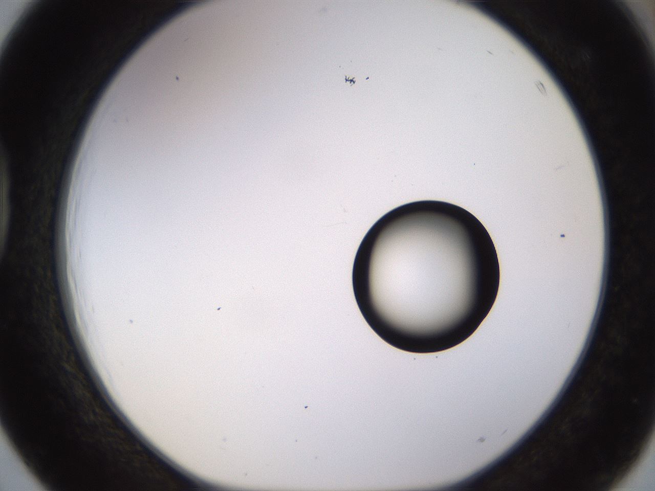 folderID535_plateID1535_batchID6230_wellNum39_profileID1_d1_r98599_ef.jpg