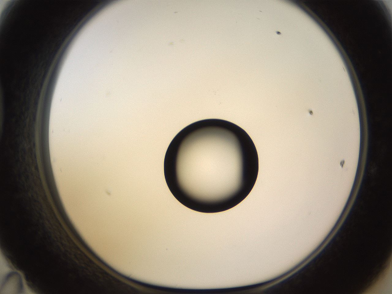folderID535_plateID1535_batchID6230_wellNum47_profileID1_d1_r98607_ef.jpg