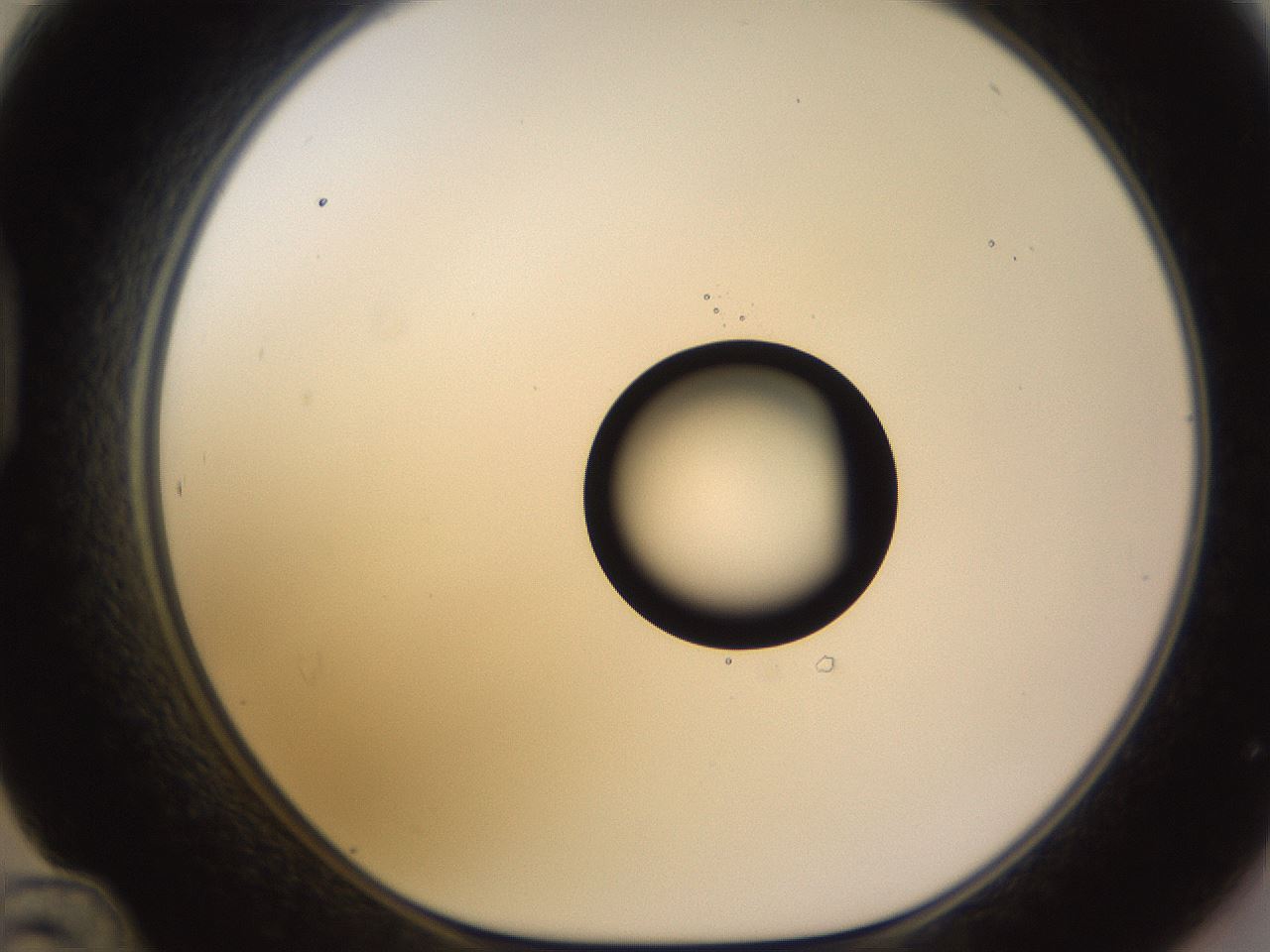 folderID535_plateID1535_batchID6230_wellNum48_profileID1_d1_r98608_ef.jpg