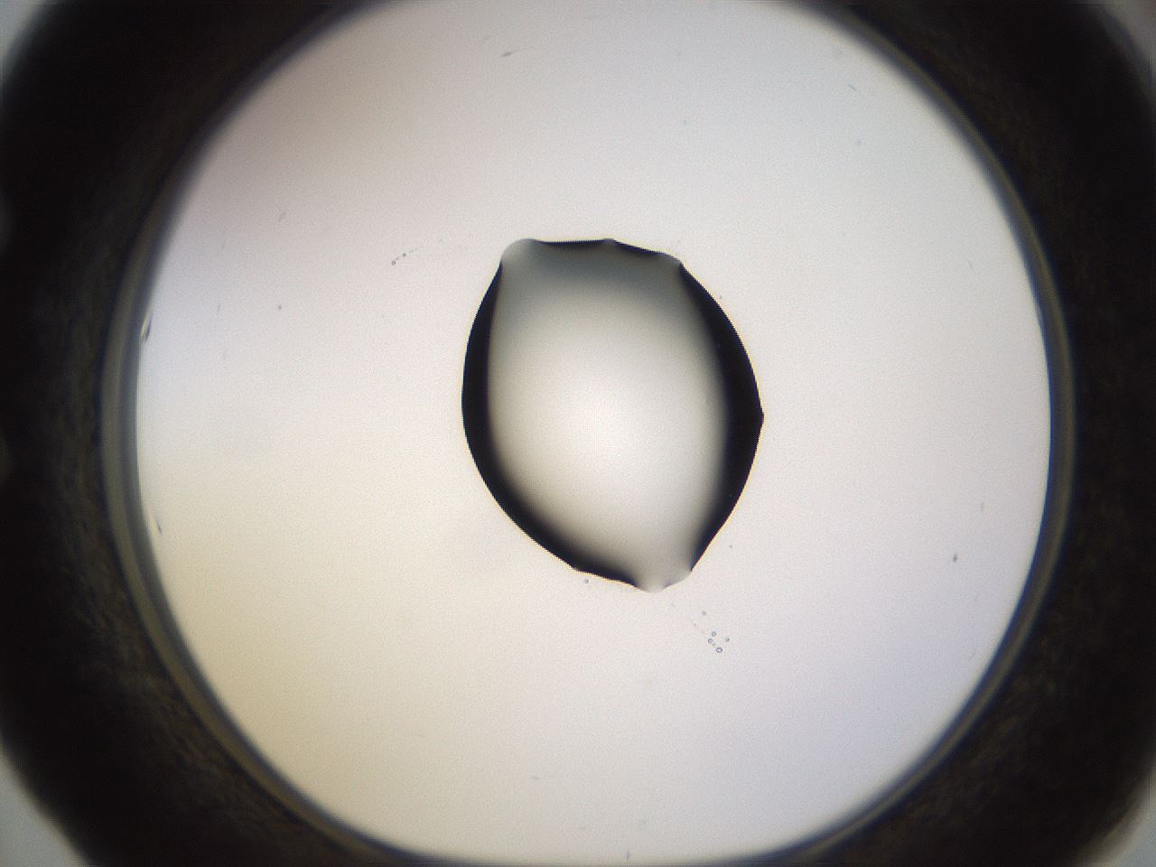 folderID535_plateID1535_batchID6230_wellNum53_profileID1_d1_r98613_ef.jpg