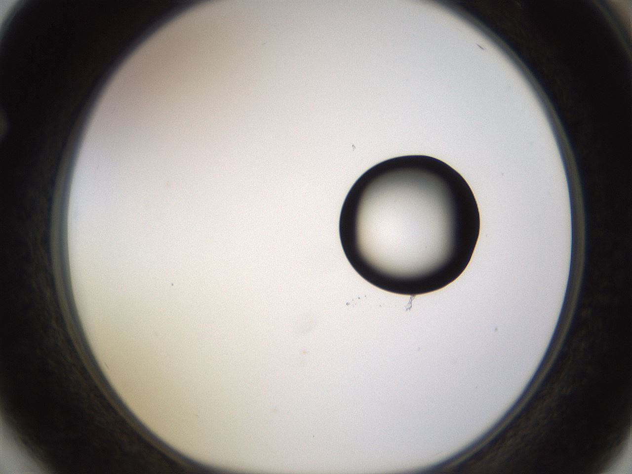 folderID535_plateID1535_batchID6230_wellNum64_profileID1_d1_r98624_ef.jpg